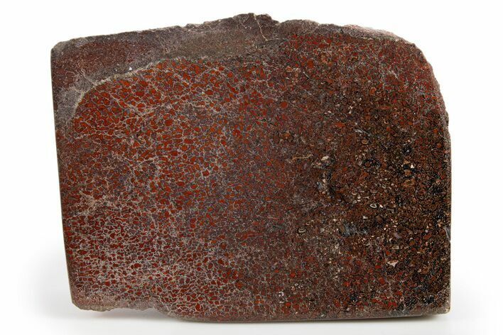 Polished Dinosaur Bone (Gembone) Slab - Colorado #324203